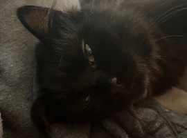 Toothless