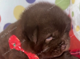For sale Stunning boy puppies