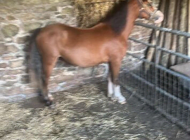 Bay filly