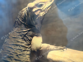 Rhinoceros Iguana