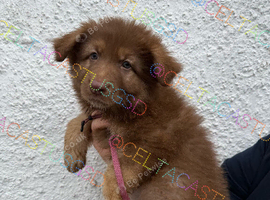 Stunning kc registered liver and tan carrying Isabella German shepherd pups