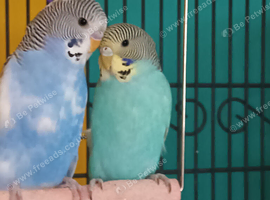 2 budgies for sale. Includes cage.