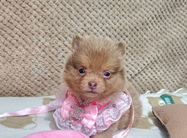 Amazing lilac girls russian line pomeranians