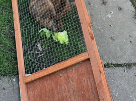 Lion head rabbits