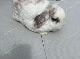 Rabbits to forever home