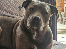 Female cain corse cross nepolian mastiff