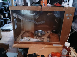 Snake for rehoming