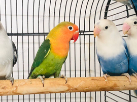 Beautiful young lovebirds for sale.