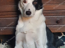 border collie
