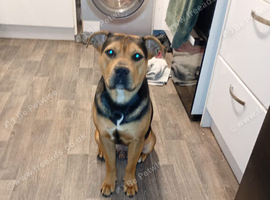 Staffordshire bull terrier stud