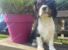 Gorgeous Cavalier Puppies -Now Ready