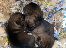 Border terrier pups (SLEM TESTED CLEAR)