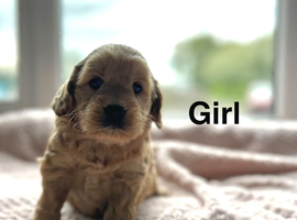 3 lovely cockapoo puppies ready to leave from 1st June