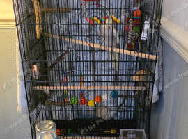 Bird cage