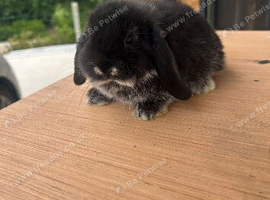 Mini lops males and female