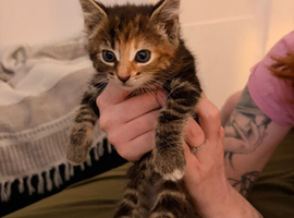 Bengal x tabby female kitten
