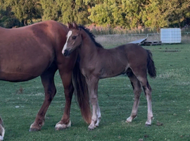 Welsh D colt