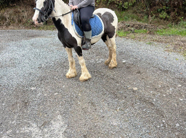 Minnie  12hh kids pony