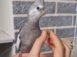 Silly tame pair of cockatiels