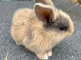 5 mini lop cross for sale READY FRIDAY