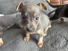 stunning Jack Russell puppies for sale