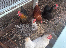 5 chickens - with coop and run