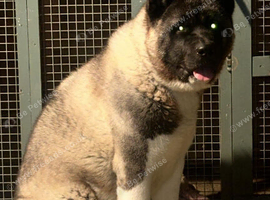 Dog Akita for sale