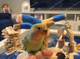 Tame peach faced love bird
