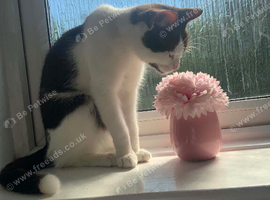 Gorgeous female cat coco