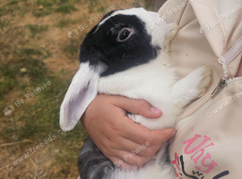 3 male rabbits