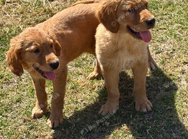 Deep golden pups fully kc health tested parents