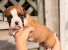 KC registered Boxer puppies
