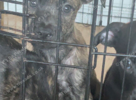 Litter of 6 puppies looking for a forever home and family