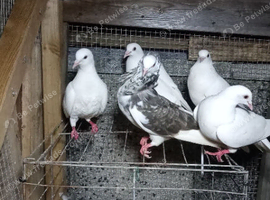 Capuchine pigeons for sale &pound;40 each white pigeons &pound;15 each