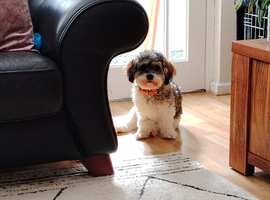 8 month old cavachon