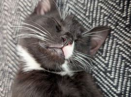 Kittens for Sale 9 weeks old