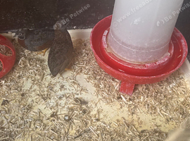 Button Quails