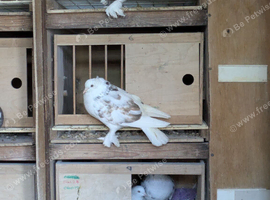West of England pigeons