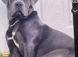 8 cane corso puppies for sale 5 bitches 3 dogs