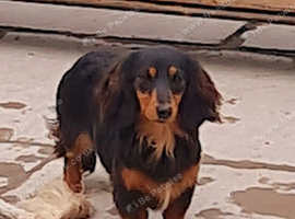 Miniature dachshund
