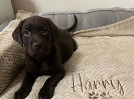 KC registered Labrador Puppies