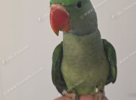 Tamed Alexandrine