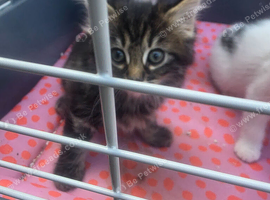 8 week cross kittens