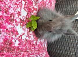 Beautiful balls of fluff
