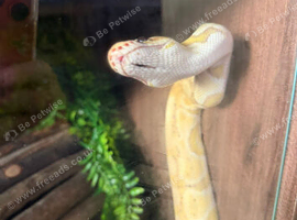 Gorgeous banana clown het yellow belly