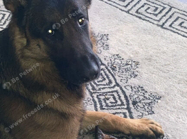 German shepherd 3 years old