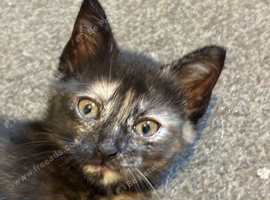 4 beautiful kittens looking for there forever homes