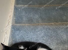 2 male kittens