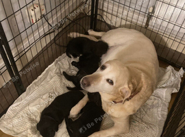 Black Labrador puppies for sale