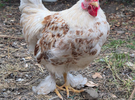 Pekin cross rooster